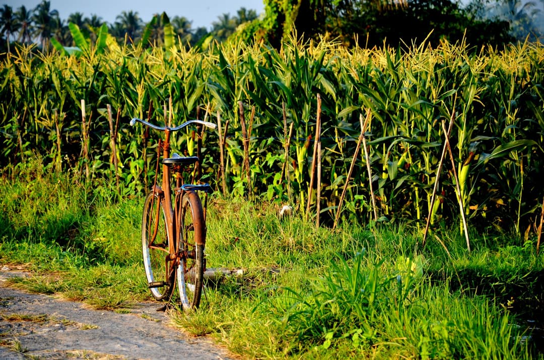 The Bicycle as Permission: Discovering Bali Beyond the Tourist Blur